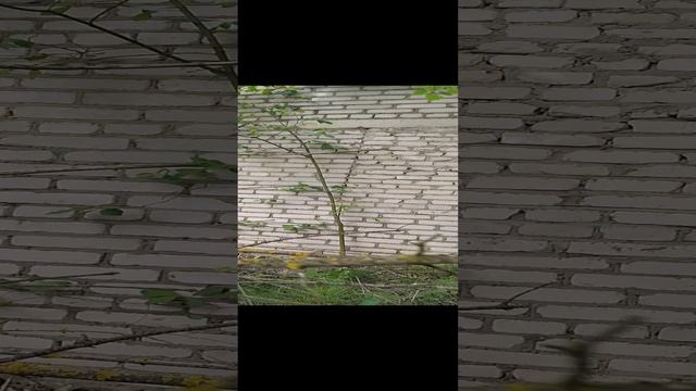 Рисуем граффити на стене на #заброшки разрушенного #бомбаря
