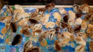 Ливенские ситцевые цыплята! Как прошол вывод