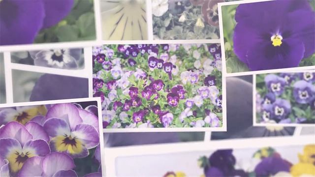 Виола (Анютины глазки) - подготовка рассады, посадка и уход смотреть онлайн