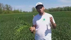 Как побороть Эгилопс?