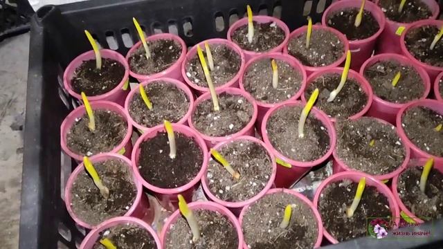 Чеснок через рассаду ждет посадку. смотреть онлайн