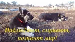 Воспитание щенка ВЕО собаками-родителями!