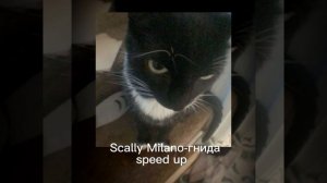 Scally Milano-гнида|speed up