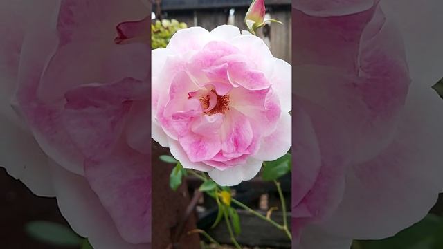 Rosa Bonica 82 #shorts смотреть онлайн