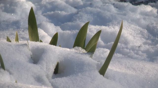 Test Panasonic AG-HMC41 + snow смотреть онлайн