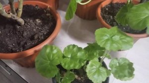 Обзор Пеларгонии зимой / Пеларгония занесённая с клумбы