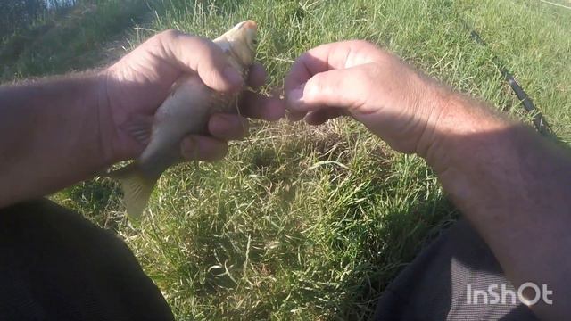 Карповая рыбалка с ночевой, голова кругом от этих поклëвок смотреть онлайн