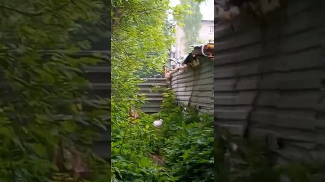 Сестра словила белочку, белочка оказалась кроликом :-) В начале их было трое :-) смотреть онлайн