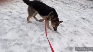 Знакомство с хаски!БУРНОЕ НАЧАЛО.Смотри до конца.ВЕО и ХАСКИ