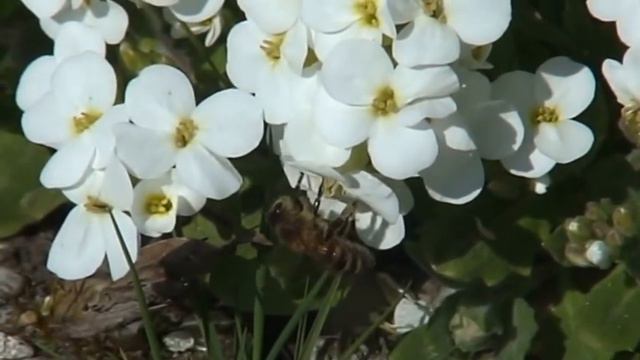 Honingbijen fouragerend op Kaukasische scheefkelk / arabis caucasica смотреть онлайн