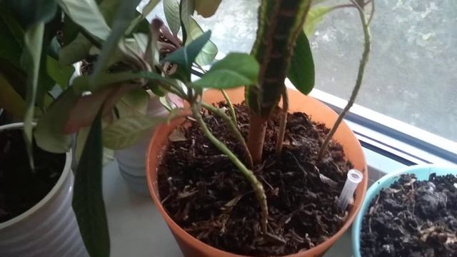 молочай беложилковый неправильный уход увядание листвы. как выглядят семена смотреть онлайн