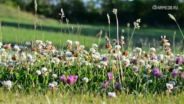 Какой дом Вам подходит по знаку Зодиака смотреть онлайн