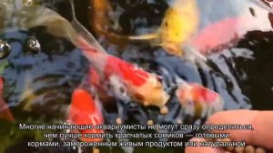 Чем кормить крапчатых сомиков?