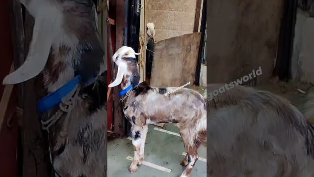 Very Rare Colour Pink Gujri Adant Goat Marble Sing White Khur ForSale Kfcgoatsworld 🌍 9833578320 смотреть онлайн