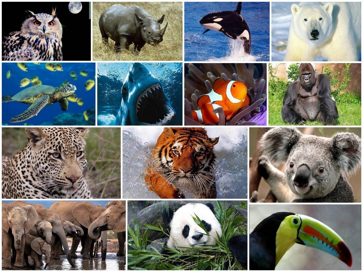 Разнообразие видов животных
