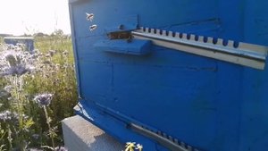 Фацелия 2020 гудит. Медосбор с фацелии