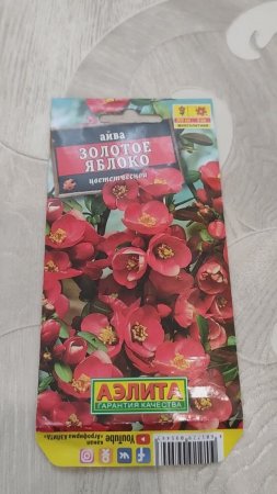 Выращивание айвы из семян. Айва золотое яблоко из семян в домашних условиях. Айва японская, хеномеле