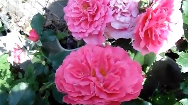 Розариум Ютерсен (Rosarium Uetersen) смотреть онлайн