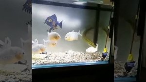 Щука в аквариуме. Выживает сильнейший!!! Такого вы еще не видели!! Пиранья в шоке!!