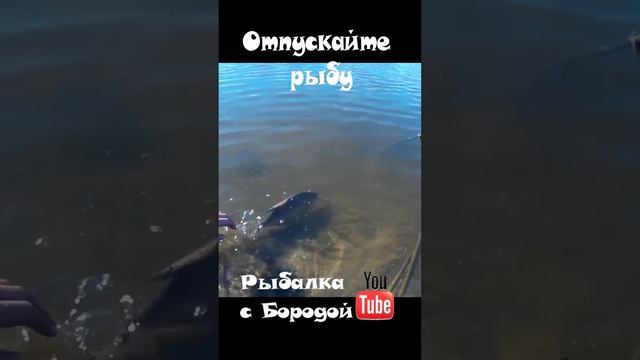 Отпускайте рыбу на рыбалке