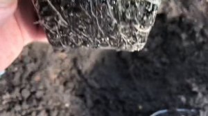 Тонкости ранней посадки томатов в теплице.