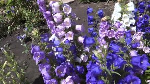 Цветы |???Какие красивые колокольчики!| Продаю!