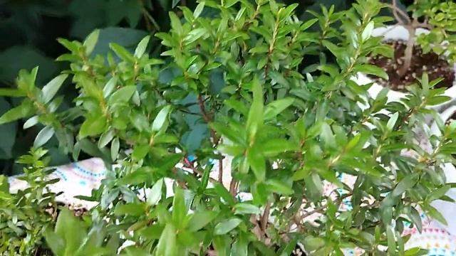 Редкие растения. Мирты. Часть 1
