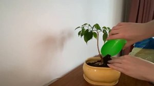 ❗️❗️❗️ПЕРЕСАДКА ФИКУСА В КЕРАМИЧЕСКИЙ ГОРШОК????