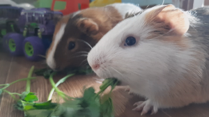 Продолжаем есть петрушку