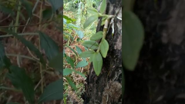 Epiphytic Orchid Dendrobium Loddigesii from seed