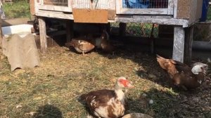 Мускусная утка/что делать если мускусная утка встала с гнезда на долгий промежуток времени  !!
