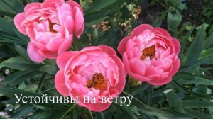 Ранний Пион " Coral Supreme " ( Корал Сьюприм ) / Цветение