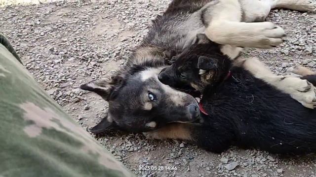 Жесткое нападение на папку. Дочка показывает характер. Тайсон | Шепски (метис хаски) | 28.05.2023