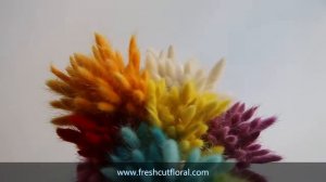 wholesale the wholesale Lagurus ovatus  Bunny Tails with lowest price from Kunming Rainbow Floral