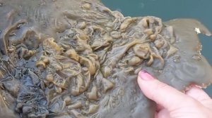 Чистила вас от крадников и стягов в итоге слился обмен - подмена и заказчики и исполнители магии.