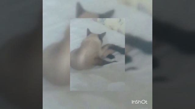 Почему сиамские кошки такие худые!!!??? смотреть онлайн