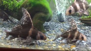 Чукучан китайский