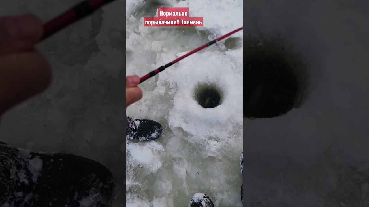 Схватил таймень на 10 кг. Красавец отпущен в родную стихию #таймень #рыбалка #первыйлед #сахалин смотреть онлайн