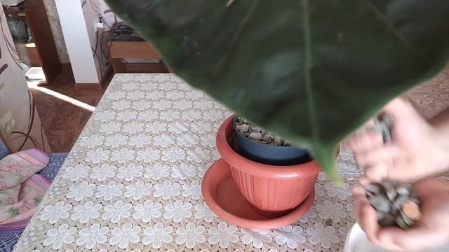 как задекорировать транспортировочный горшок смотреть онлайн