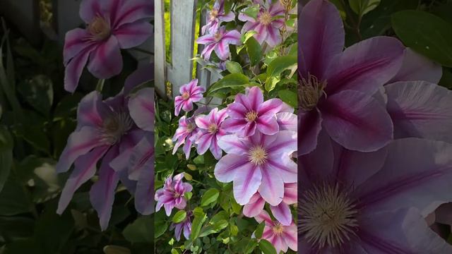 Pink Beauty Clematis    Zone 4-9