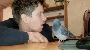 Голубь - Задира