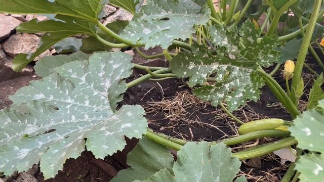 КАБАЧКИ, КАК УВЕЛИЧИТЬ УРОЖАЙ И ПРОДЛИТЬ ПЛОДОНОШЕНИЕ! смотреть онлайн