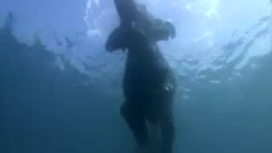 Слоны плывут