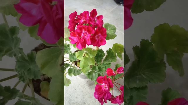 #пеларгония #pelargonium #flowers #fee cerise Polina #love