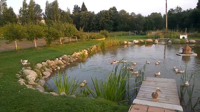 Русские хохлатые утки на своем пруду. смотреть онлайн