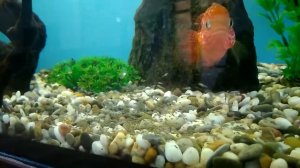 Хромис красавец и мальки