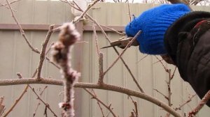 Как обрезаю плодовую стену из слив и алычи.