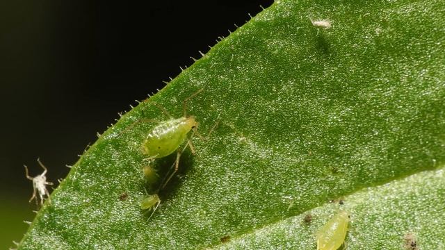 ВРЕДИТЕЛИ АКВАРИУМНЫХ РАСТЕНИЙ. СПОСОБЫ БОРЬБЫ смотреть онлайн