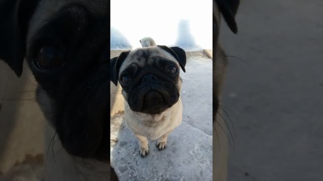 #дина #дина #щенок #dog #собака #mops #мопсик #животные #мопс #любовь смотреть онлайн