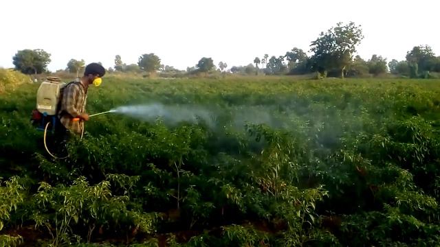 Power Sprayer || Honda Sprayer pump Use in chilli,Cotton || Best Sprayer in agriculture